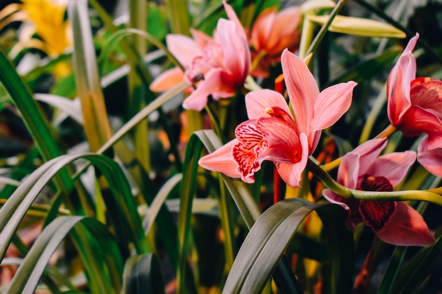 Close up image of flowers