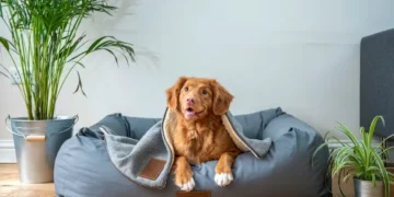 dog in apartment